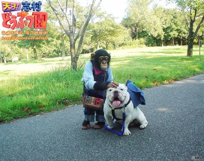阿笨被安乐死？熊本动物园辟谣：25岁生日吃乌冬，一家三口团聚-硕谷新闻聚合