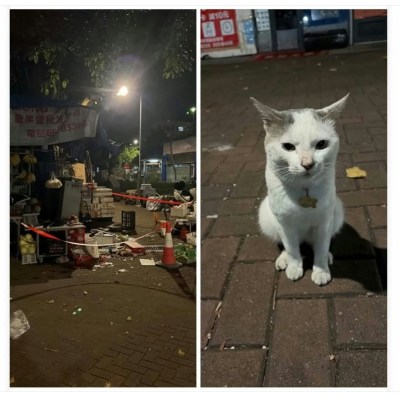 火警浓烟致洪水桥菜档猫染病，店主涉嫌未供饮食被控虐待动物-硕谷新闻聚合