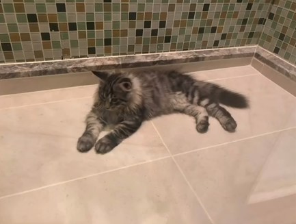 敖嘉年笑言自己成日偷睇爱猫冲凉。(ig@ngokanin)