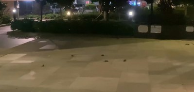 大角咀樱桃街公园鼠患严重？食环署介入巡查并协调康文署整治-硕谷新闻聚合