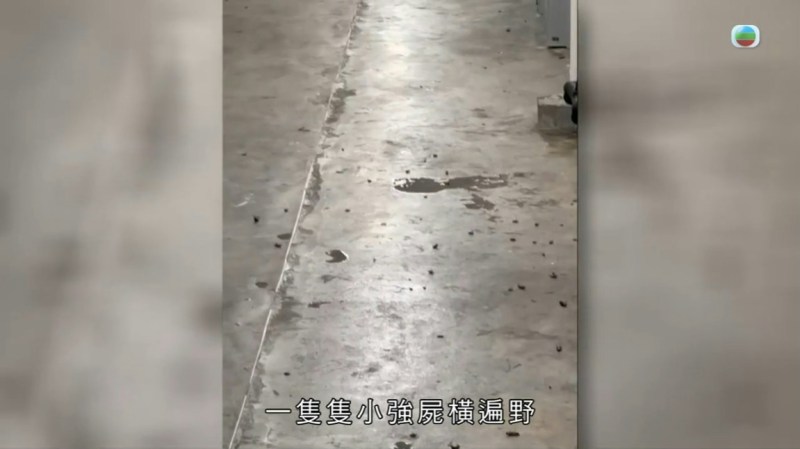 东张西望:曾锦燊探秘屯门「曱甴屋」惊见满地尸体与恶臭 东张西望:曾锦燊探秘屯门「曱甴屋」惊见满地尸体与恶臭