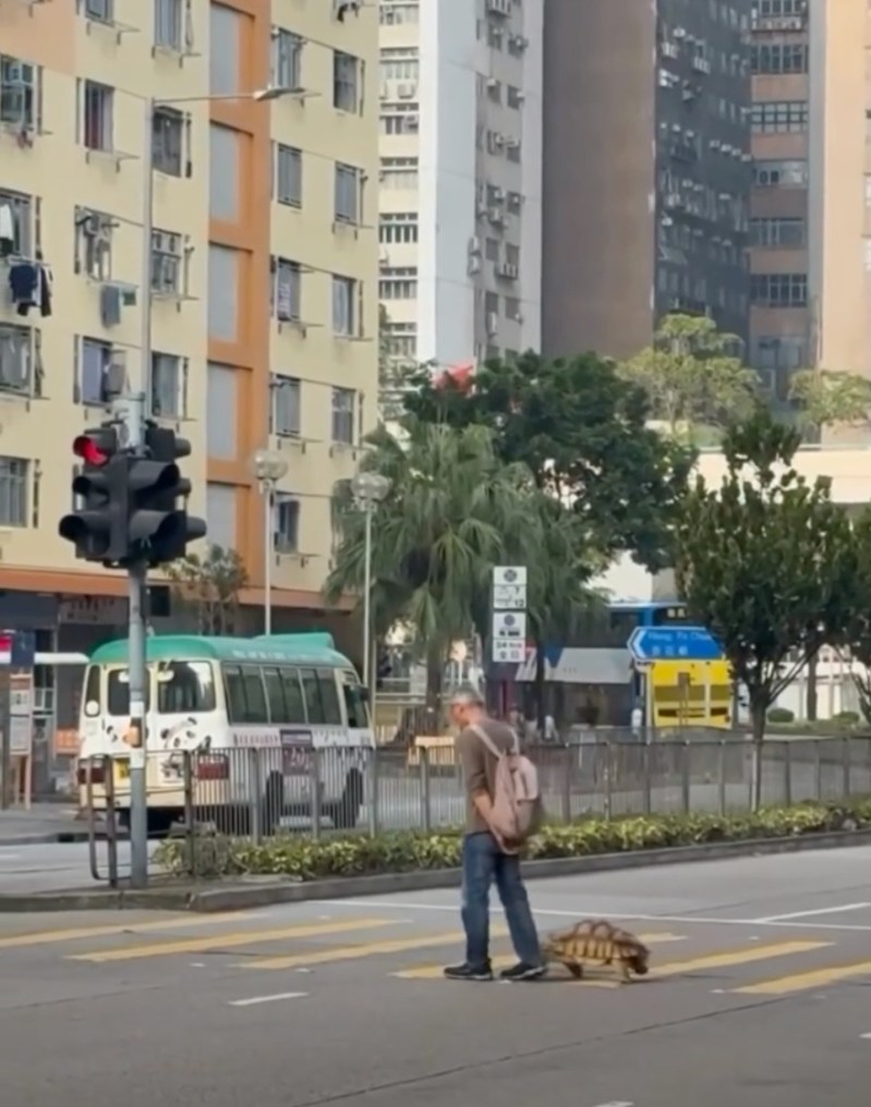 柴湾道一名长者带同陆龟过马路,当时过路处的交通灯「公仔」仍是绿色。(车Cam L Facebook group)