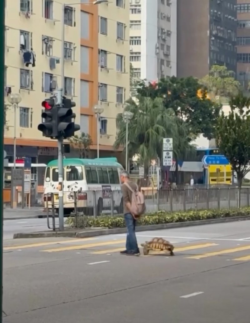 柴湾道一名长者带同陆龟过马路,当时过路处的交通灯「公仔」仍是绿色。(车Cam L Facebook group)