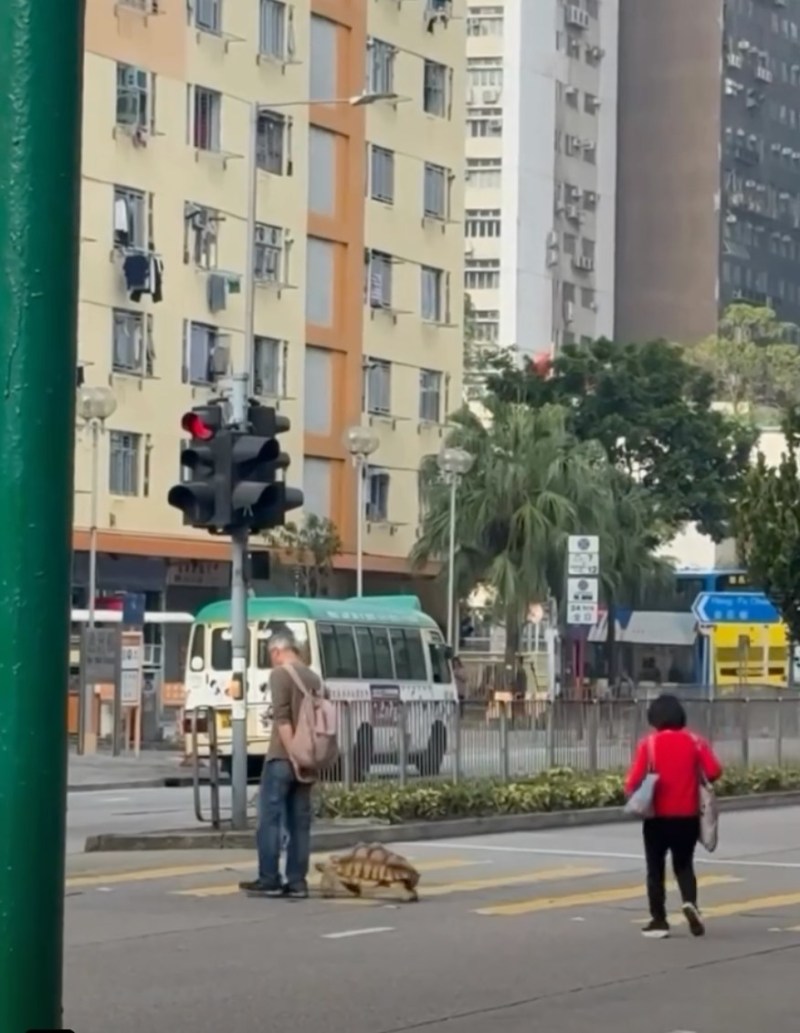 柴湾道一名长者带同陆龟过马路,当时过路处的交通灯「公仔」仍是绿色。(车Cam L Facebook group)