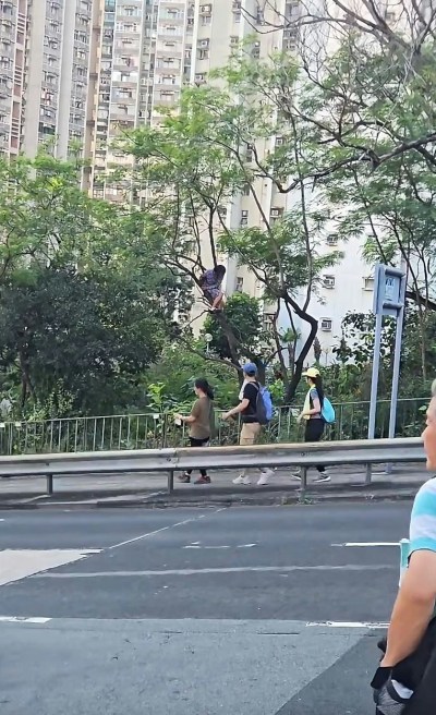 黄大仙沙田坳道惊现爬树奇景：长裙女子高空涉险，路人围观引发热议-硕谷新闻聚合