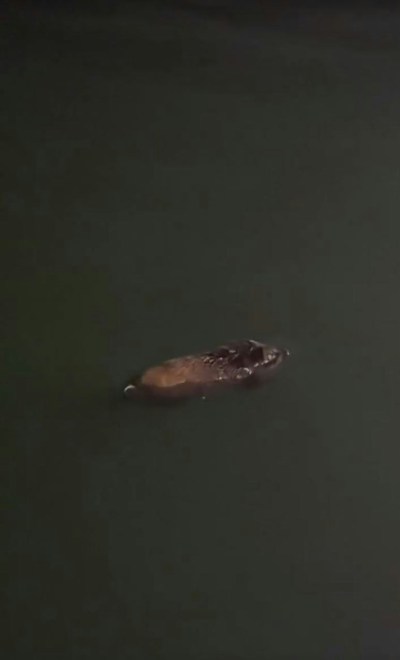 湾仔惊现野猪夜泳视频曝光，独特泳姿引市民调侃“海猪”-硕谷新闻聚合
