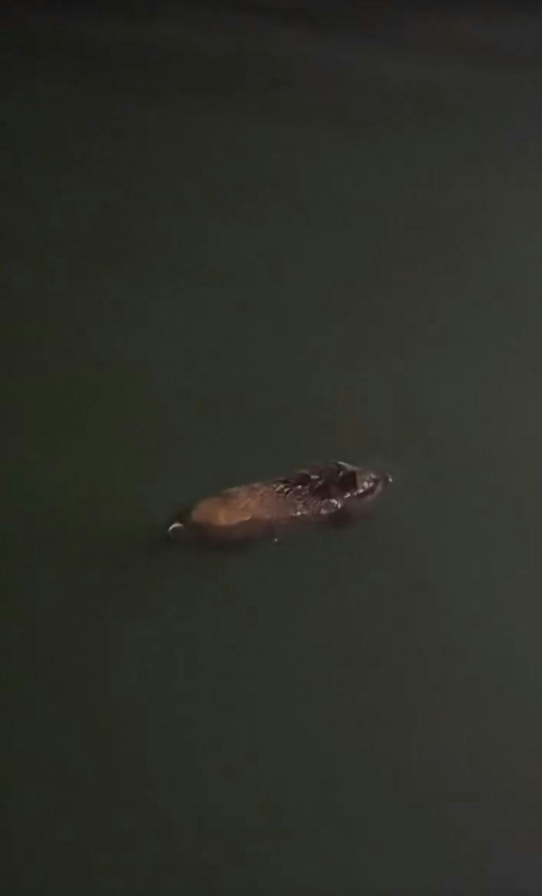 湾仔惊现野猪夜泳视频曝光,独特泳姿引市民调侃“海猪” 湾仔惊现野猪夜泳视频曝光,独特泳姿引市民调侃“海猪”
