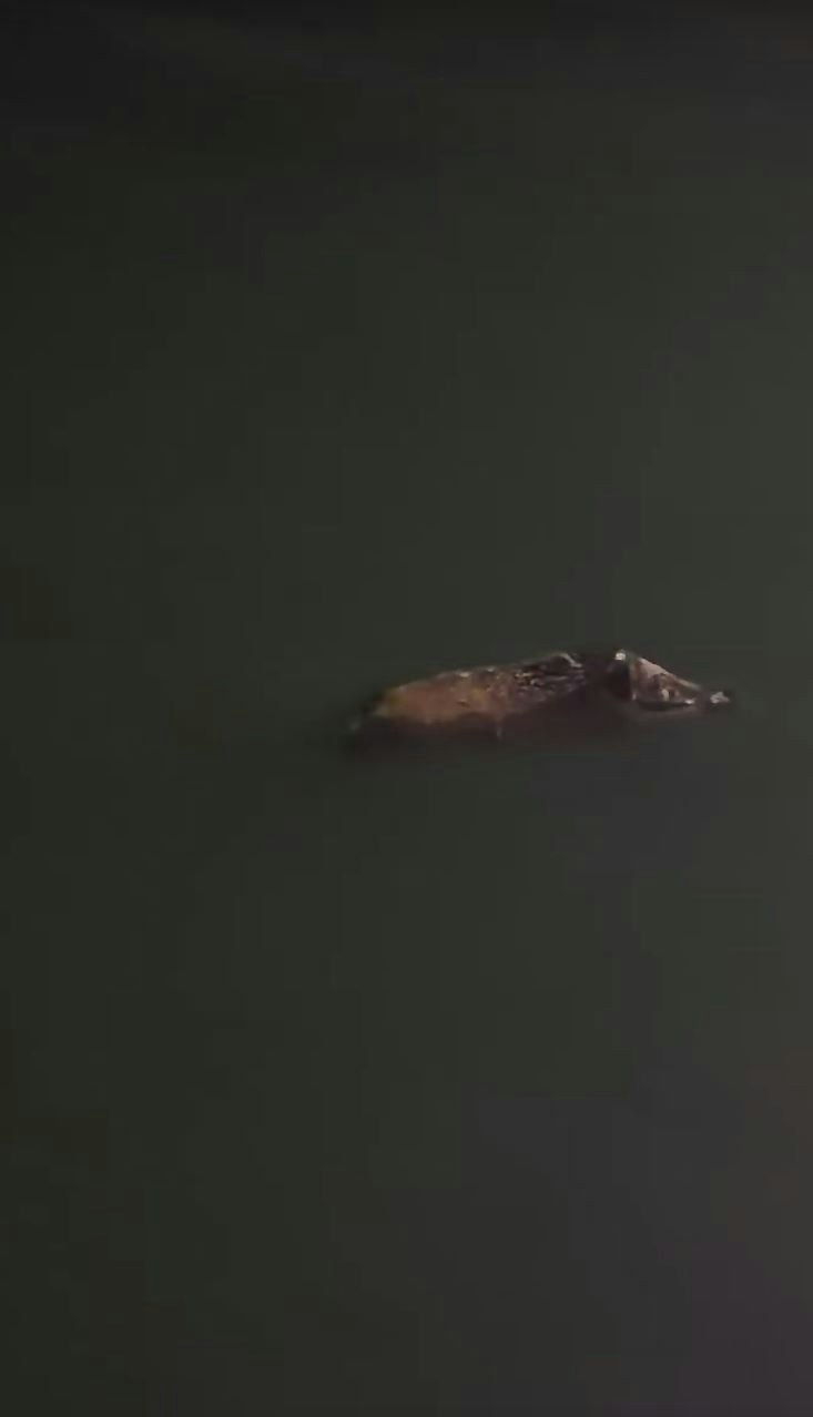 一只野猪在海中游夜水畅泳,「猪仔式」泳姿流畅。