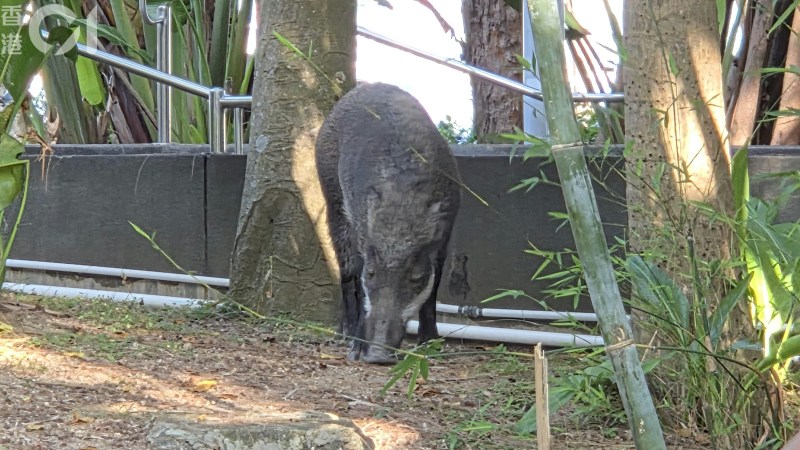 野猪身长约1米。