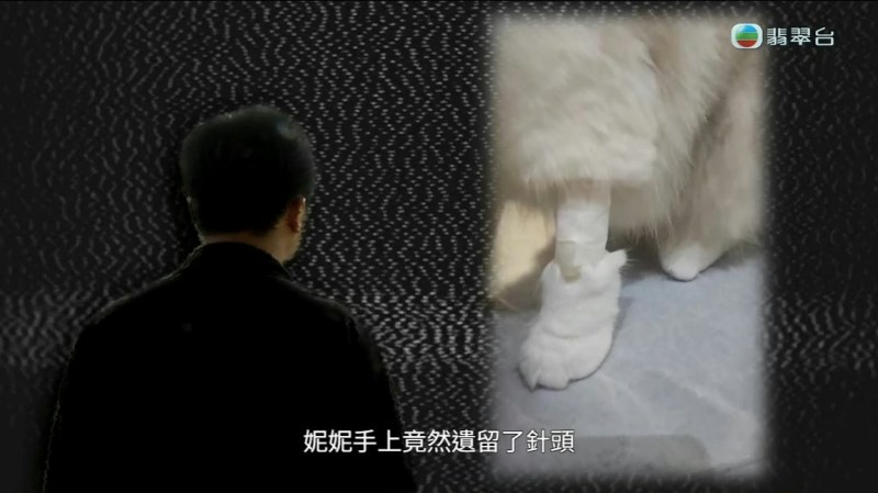 TVB《东张西望》揭露:布偶猫绝育手术疑误切膀胱致死,诊所拒认过失反控诽谤 TVB《东张西望》揭露:布偶猫绝育手术疑误切膀胱致死,诊所拒认过失反控诽谤
