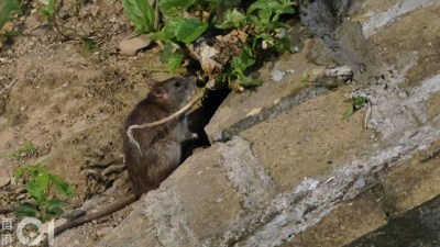 葵涌大陇街鼠患猖獗：群鼠乱窜引街坊不满，建议铺设水泥根治-硕谷新闻聚合