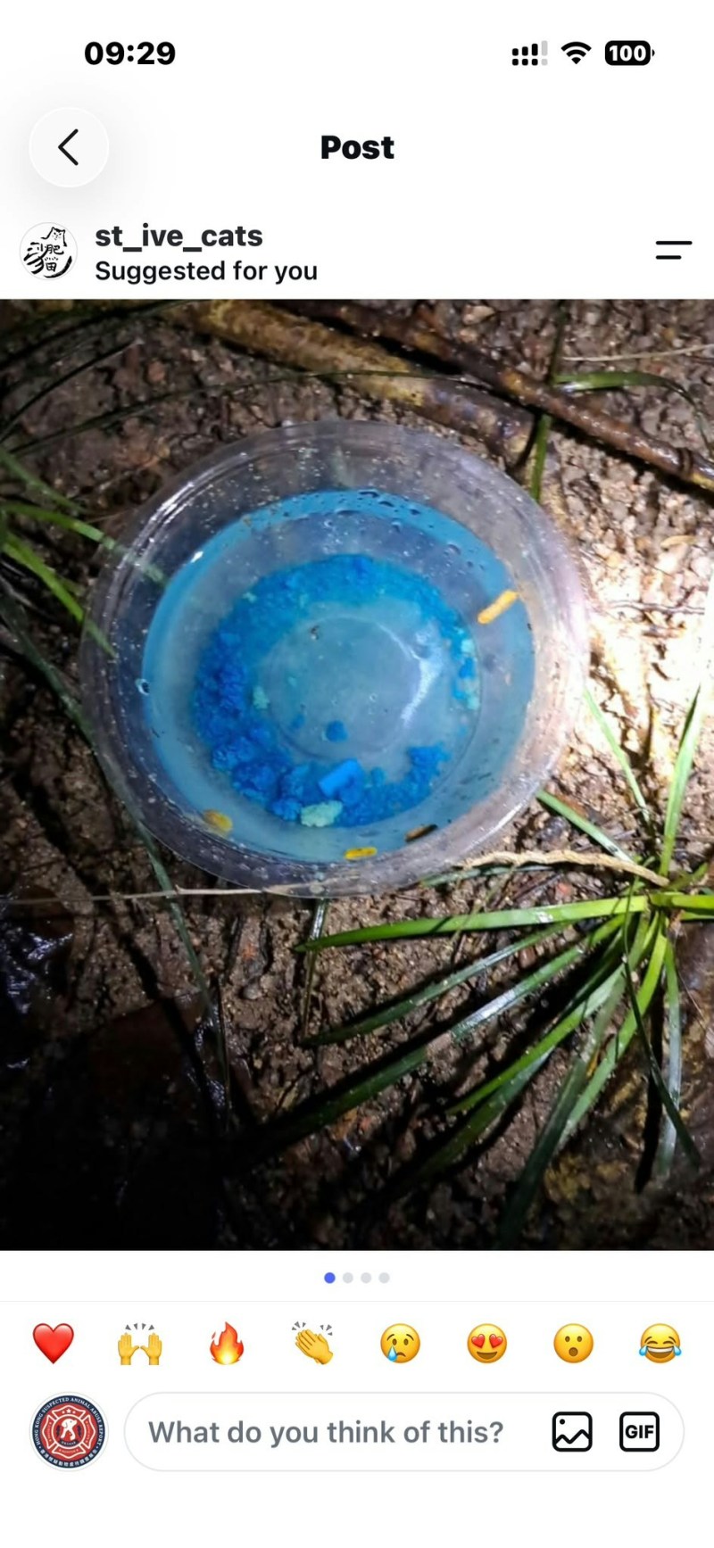 有猫义工发现有人在放置给流浪猫的粮兜中,加入黑色污泥状物体及怀疑老鼠药,怀疑有人企图毒害流浪猫。