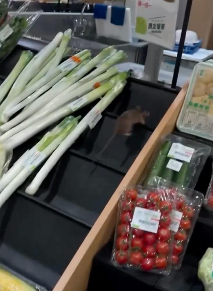 新蒲岗一田超市早前亦被发现有老鼠出没,有市民于10月11日晚上在该店内目击老鼠在蔬菜及预先包装食品货架间活动。