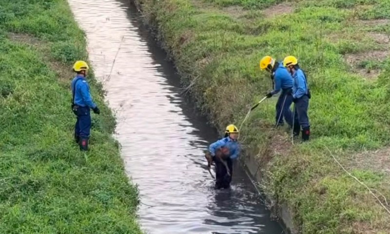 上水石上河小牛落水被困 消防员涉水施救助其归队 上水石上河小牛落水被困 消防员涉水施救助其归队